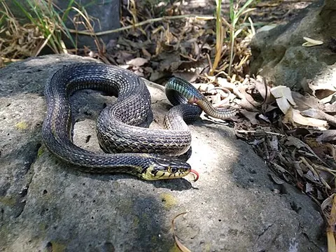 mexican garter snake: thamnophis eques, a species of snake most commonly found in lake basins of Mexico, with smaller...