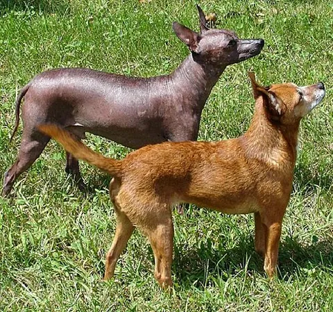 mexican hairless: a dog of a particular breed