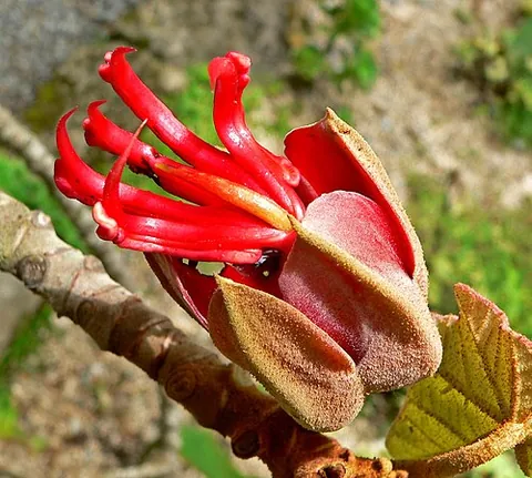 mexican hand tree: a tree of species Chiranthodendron pentadactylon