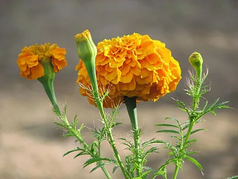 mexican marigold: a wild flowering plant, Tagetes erecta, native to Mexico and Central America, with numerous small...