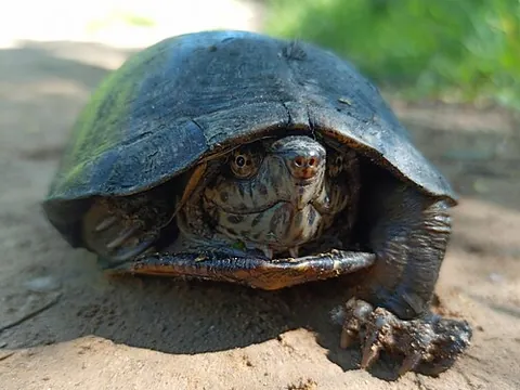mexican mud turtle: kinosternon integrum, a species of mud turtle endemic to Mexico