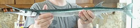 mexican needlefish: tylosurus fodiator, a species of needlefish