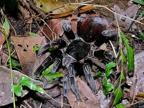 mexican red rump: a terrestrial, burrowing tarantula (Tliltocatl vagans), native to Mexico (including the Yucatán...