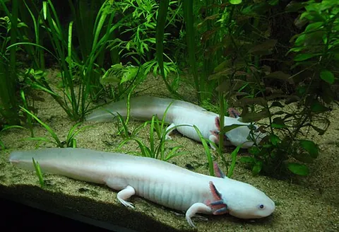 mexican walking fish: ambystoma mexicanum (axolotl)