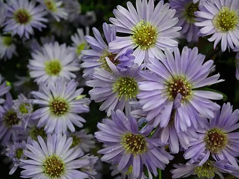 michaelmas daisy: any of several species and hybrids of flowering plants in the family Asteraceae, particularly in...