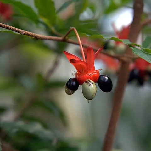 mickey mouse plant: any of several plants in the genus Ochna which have large, black fruits that look like the ears on...