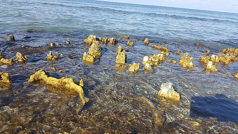microbialite: a sedimentary or accretionary structure formed by the action of microbes