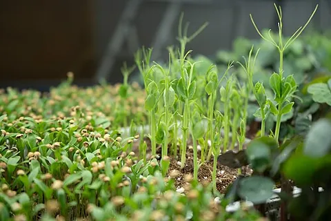 microgreen: the small, young seedling of a plant used as a visual flavor accent and occasionally as salad greens