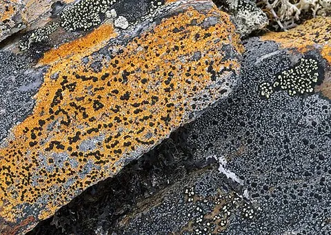 microlichen: any lichen with a very small thallus, resulting in a two-dimensional appearance