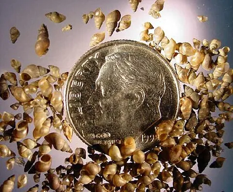 micromollusk: a shelled (usually marine) mollusk that is extremely small even at full adult size