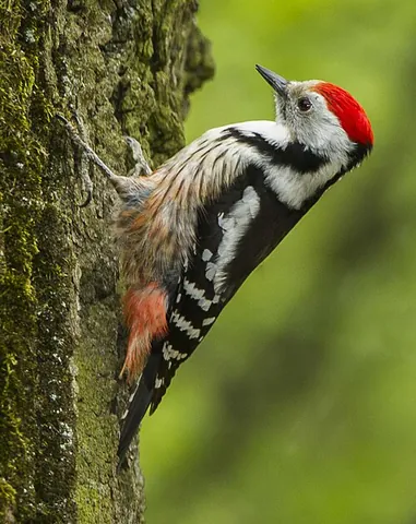 middle spotted woodpecker: any member of the species Dendrocoptes medius of a medium-sized woodpecker
