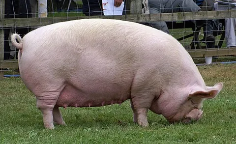 middle white: a domestic pig of a British breed originating in Yorkshire, and derived from the Large White and...