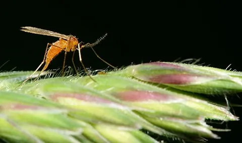midge: any of various small two-winged flies, for example, from the family Chironomidae or non-biting...