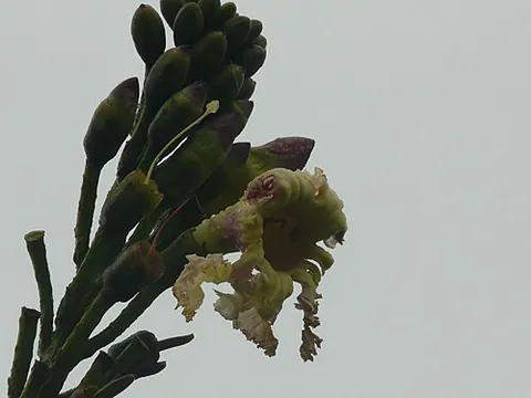 midnight horror: oroxylum indicum