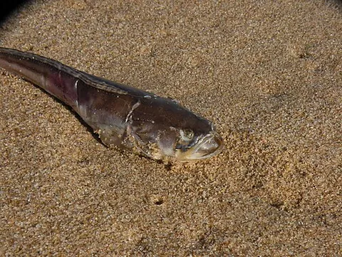 midshipman fish: any species of the genus Porichthys of batrachoid toadfishes, typically nocturnal, distinguished by...