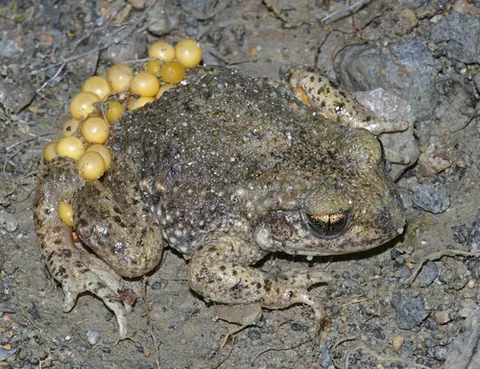 midwife toad: any species of the genus Alytes, the males of which carry fertilized eggs on their backs
