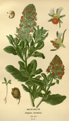 mignonette: a plant, Reseda odorata, having greyish-green flowers with orange-coloured stamens, and exhaling a...
