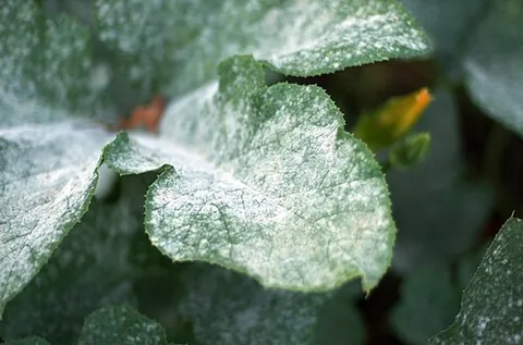 mildew: a growth of minute powdery or webby fungi, whitish or of different colors, found on various...