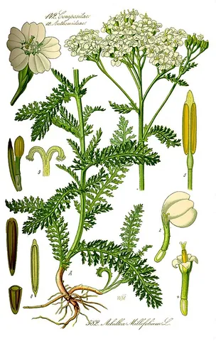 milfoil: common yarrow, Achillea millefolium