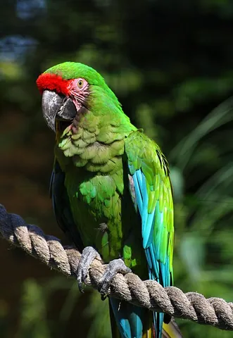 military macaw: ara militaris, a large parrot with mostly green plumage