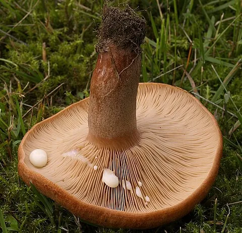 milk-cap: a mushroom of the genus Lactarius