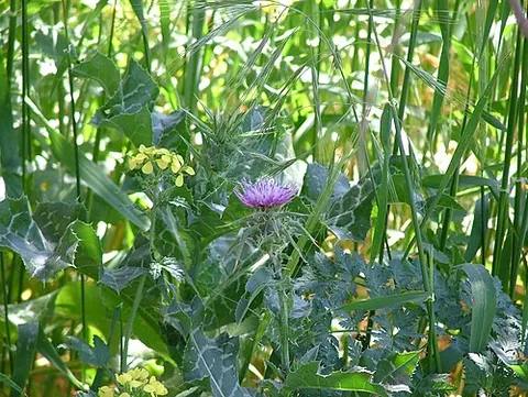 milk thistle: any of the thistles in the genus Silybum, especially Silybum marianum