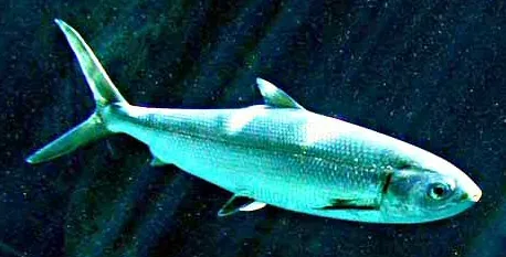 milkfish: chanos chanos, an important food fish in southeast Asia
