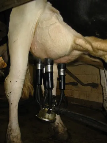 milking machine: a machine for milking cows