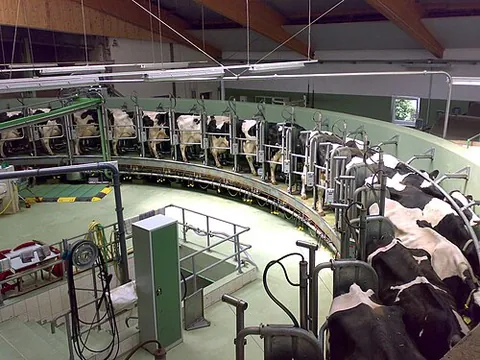 milking parlour: a large room (in a barn) designed for the mechanical milking of cows