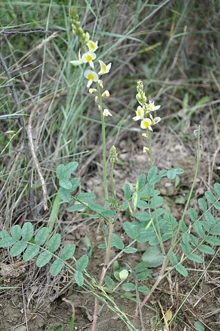 milkvetch: any member of most species of flowering plants of the genus Astragalus