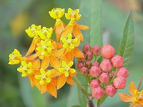 milkweed: principally of the genus Asclepias in order Gentianales, family Apocynaceae