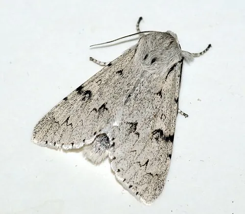 miller moth: any of several species of moths with pale, dusty wings