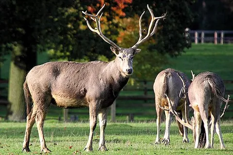 milu: père David's deer, a species of deer native to the river valleys of China