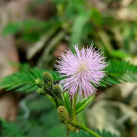 mimosa: a plant belonging to the genus Mimosa usually found in tropical climates, their leaves are usually...