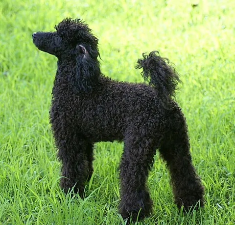 miniature poodle: a small poodle between 11-15 inches (28-38 cm)
