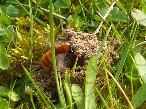 mining bee: any of very many species of bee, of the genus Andrena, that nest in burrows