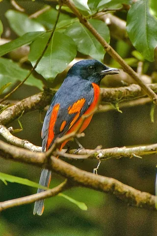 minivet: any of about 13 species of passerine birds in the genus Pericrocotus of the cuckooshrike family of...