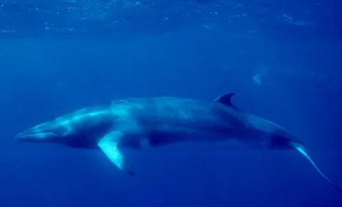 minke whale: either of two baleen whales, Balaenoptera acutorostrata and Balaenoptera bonaerensis, found in...