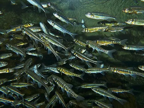 minnock: the minnow (genus Leuciscus or Phoxinus)