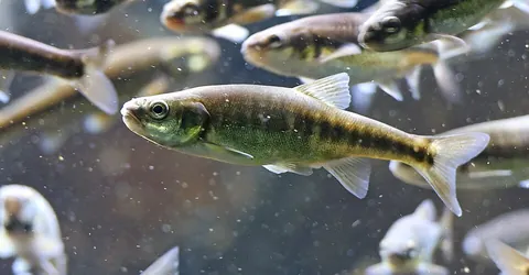 minnow: any of certain small fish