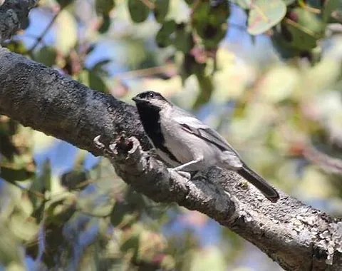 miombo tit: any of species Melaniparus griseiventris of small birds, of the tit family Paridae, endemic to...
