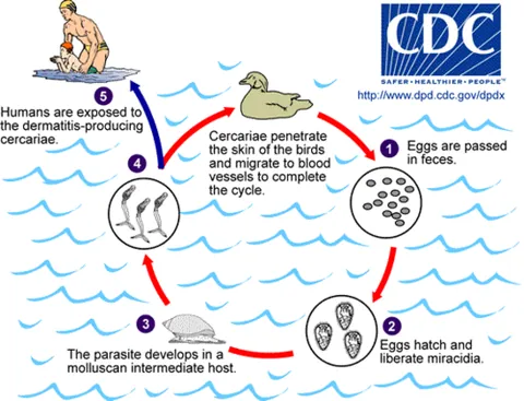 miracidium: a free-living motile form of a trematode, covered with cilia, which settles in a mollusc...