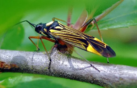 mirid: any insect of the family Miridae, a plant bug