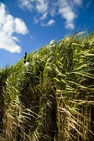 miscanthus: any of several perennial grasses, of genus Miscanthus, native to subtropical and tropical regions...