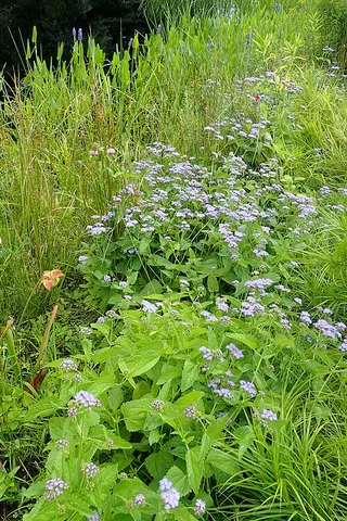 mistflower: any of several plants in the tribe Eupatorieae, especially Ageratina riparia and members of the...