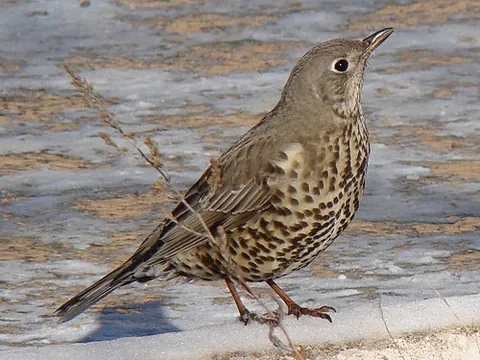 mistle thrush: a large Eurasian thrush, Turdus viscivorus