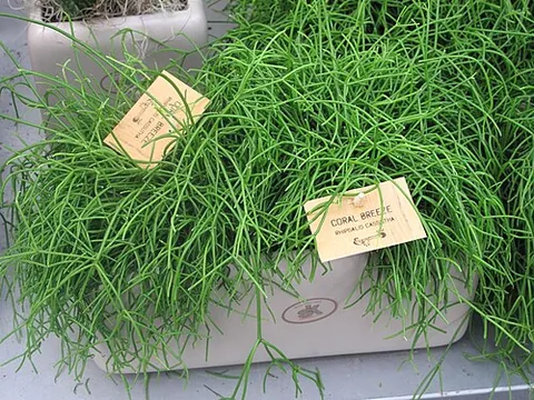 mistletoe cactus: an epiphytic cactus of the genus Rhipsalis