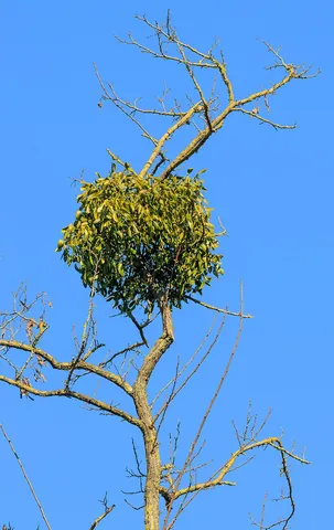 mistletoe: any of numerous hemiparasitic evergreen plants of the order Santalales with white berries that grow...