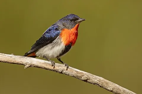 mistletoebird: an Australian flowerpecker, Dicaeum hirundinaceum, that commonly eats and thereby serves to spread...