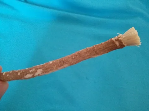 miswak: a chewstick used particularly by Muslims for cleaning the teeth, made from twigs of trees of...